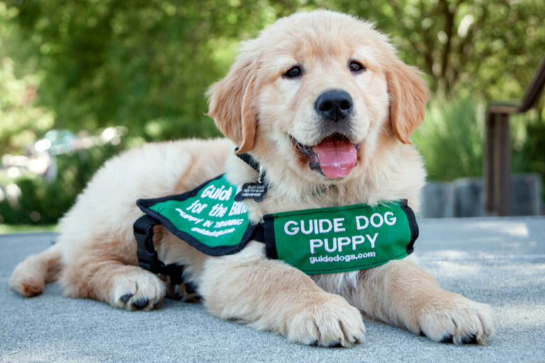 Guide dog puppy