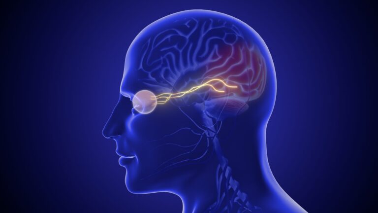 graphic of human head with eye nerves highlighted